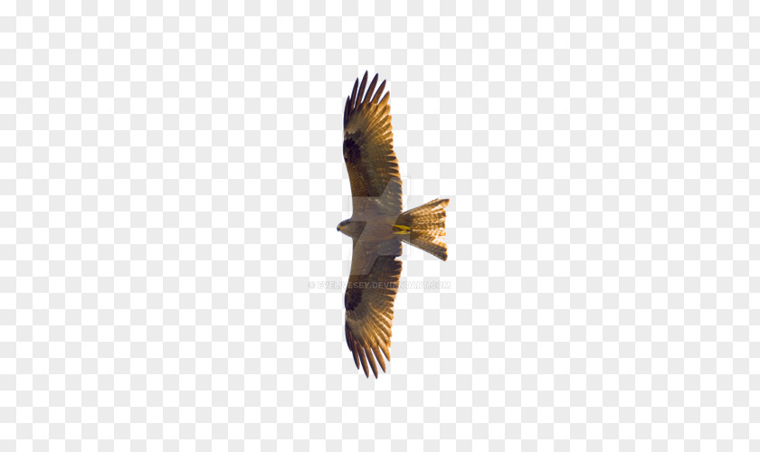 Flying Eagles PNG