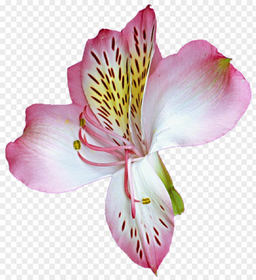 Lily Flower Cut Flowers Lilium Of The Incas PNG