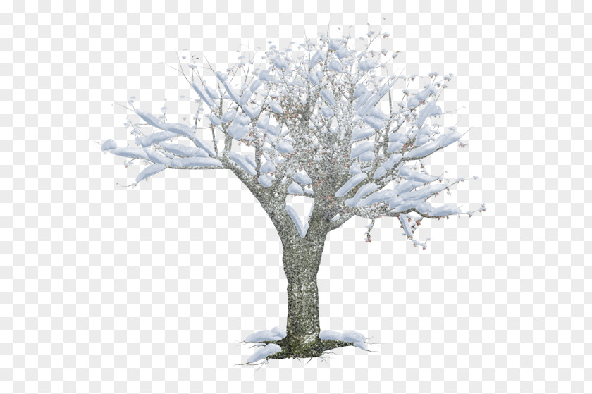 Snow Trees Winter PNG