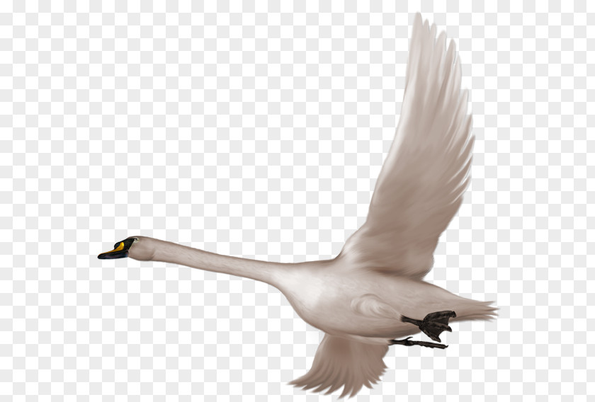 Swan In Flight Free Clipart Bird Clip Art PNG