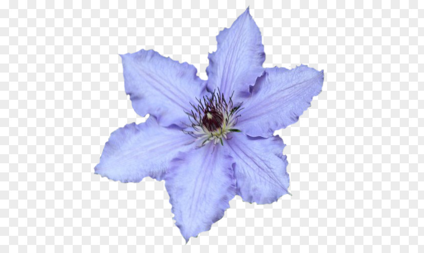 Clematis Leather Flower Chicory PNG
