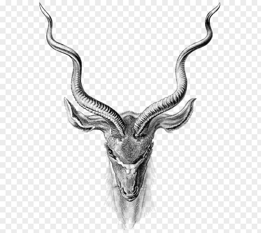 Deer Antelope Pronghorn Clip Art PNG