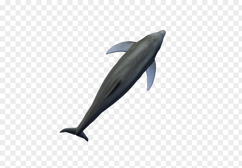 Dolphin Common Bottlenose Tucuxi Short-beaked Porpoise PNG