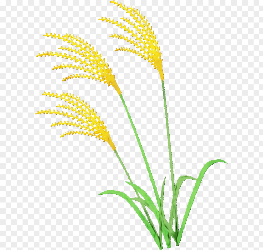 Plant Grass Family Flower Leaf PNG