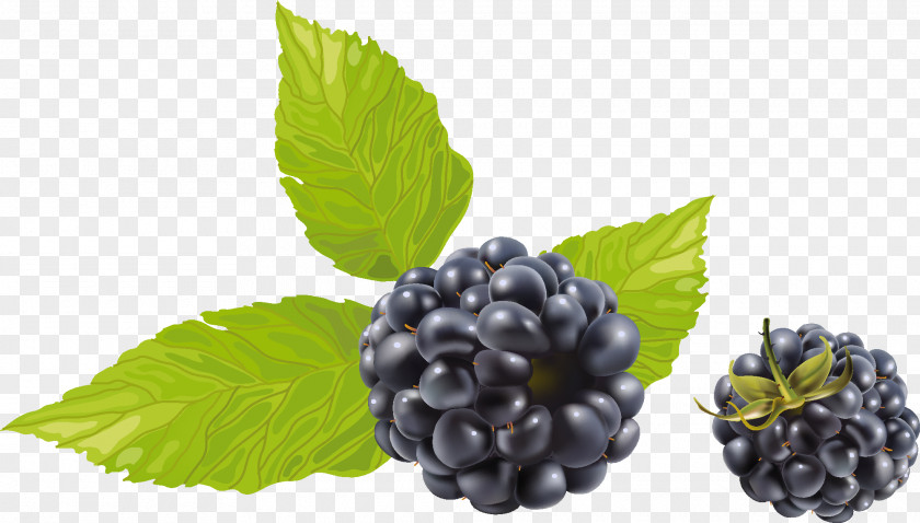 Berries Blackberry Fruit Clip Art PNG