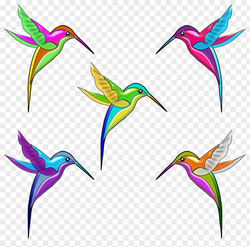 Bird Hummingbird Violetear Clip Art PNG