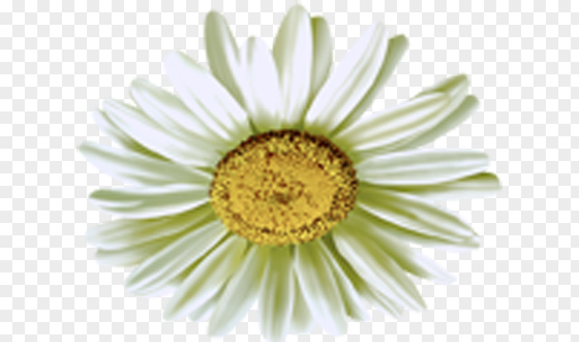 Camomile Flower Common Daisy Chamomile PNG