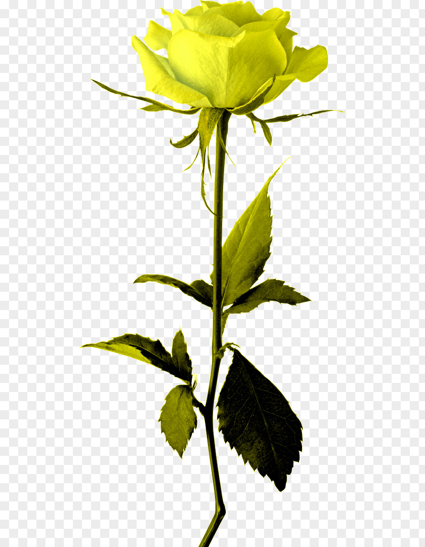 Rose Clip Art PNG