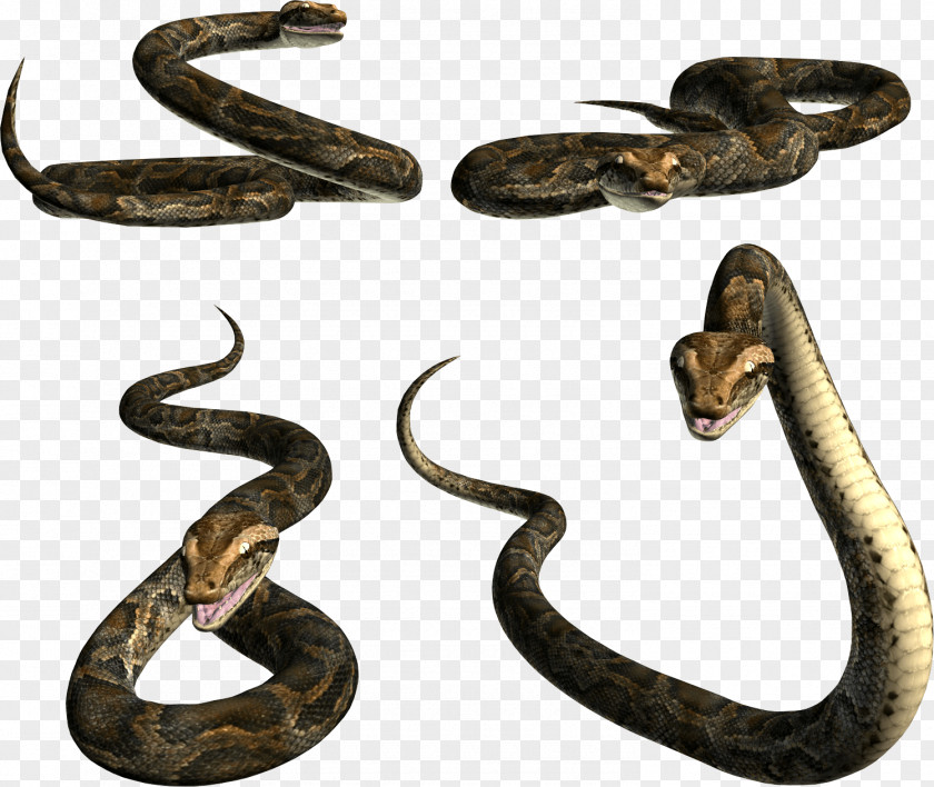 Snake Image Picture Download Lizard Reptile Clip Art PNG