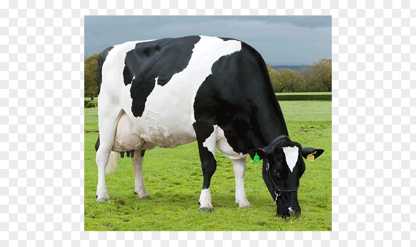 Dairy Cattle Calf ABS Global PNG