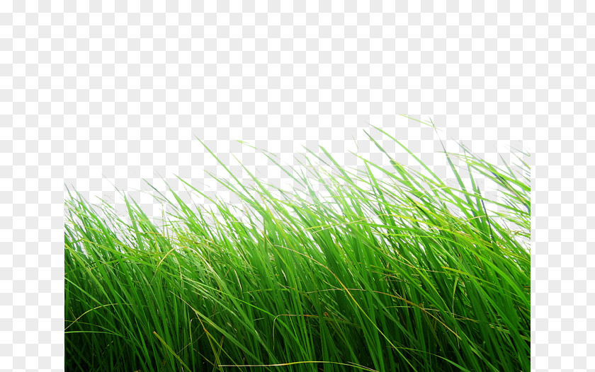 Green Grass Clip Art PNG