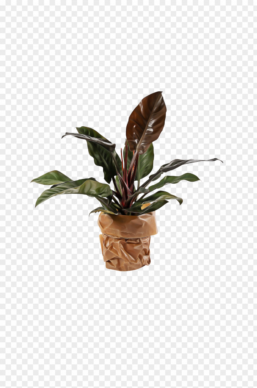 Houseplant PNG