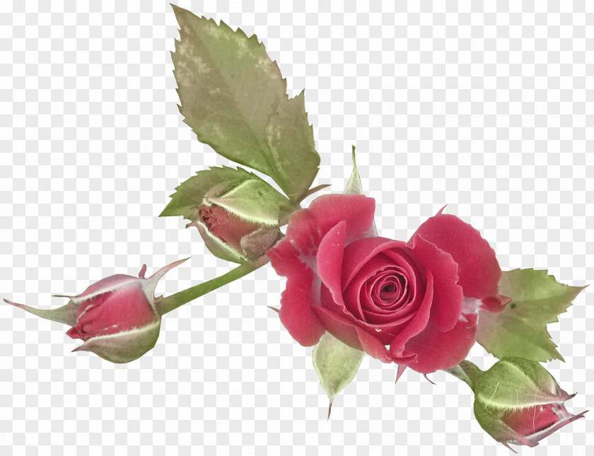 Rose Computer Graphics Red PNG