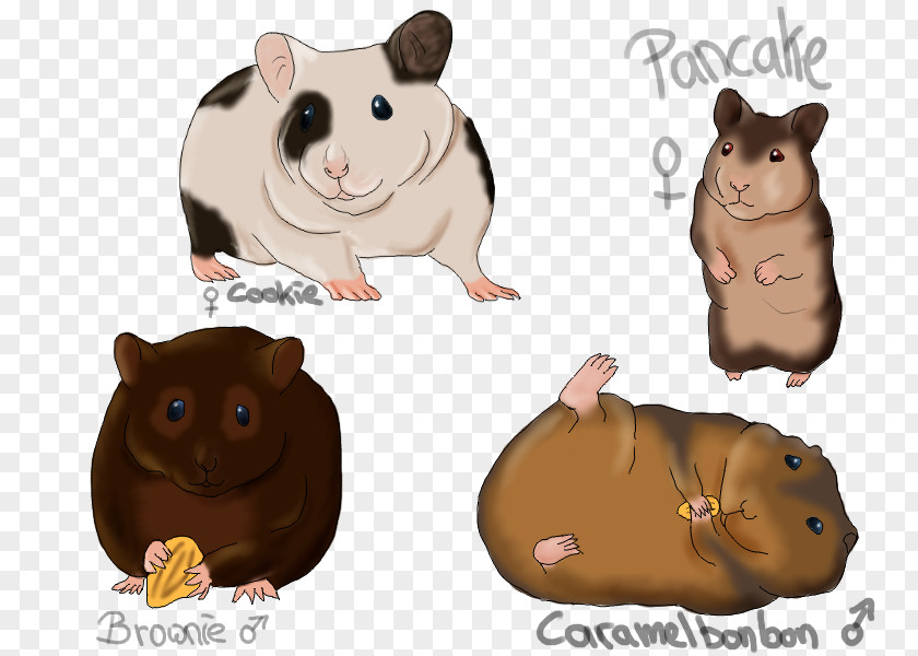 Computer Mouse Hamster Fauna Snout Carnivora PNG