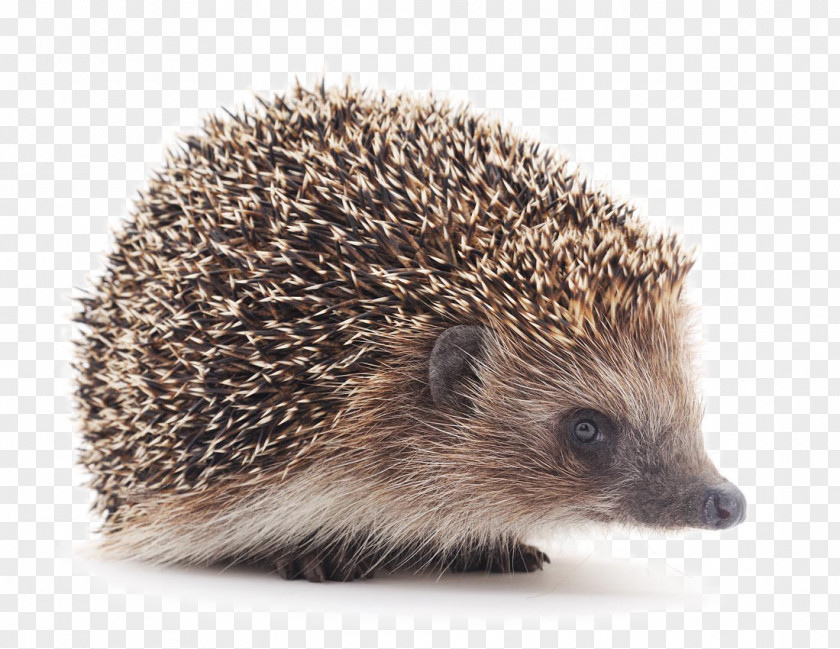 Cute Hedgehog Animal Penguin Cat Nocturnality PNG