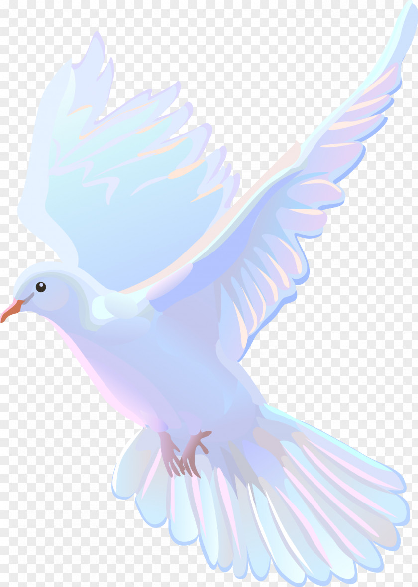 Dove No Bird Beak Animation Feather PNG