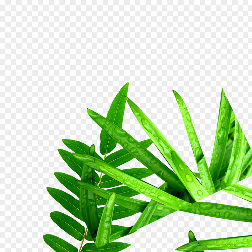 Grass Leaves Of Computer File PNG