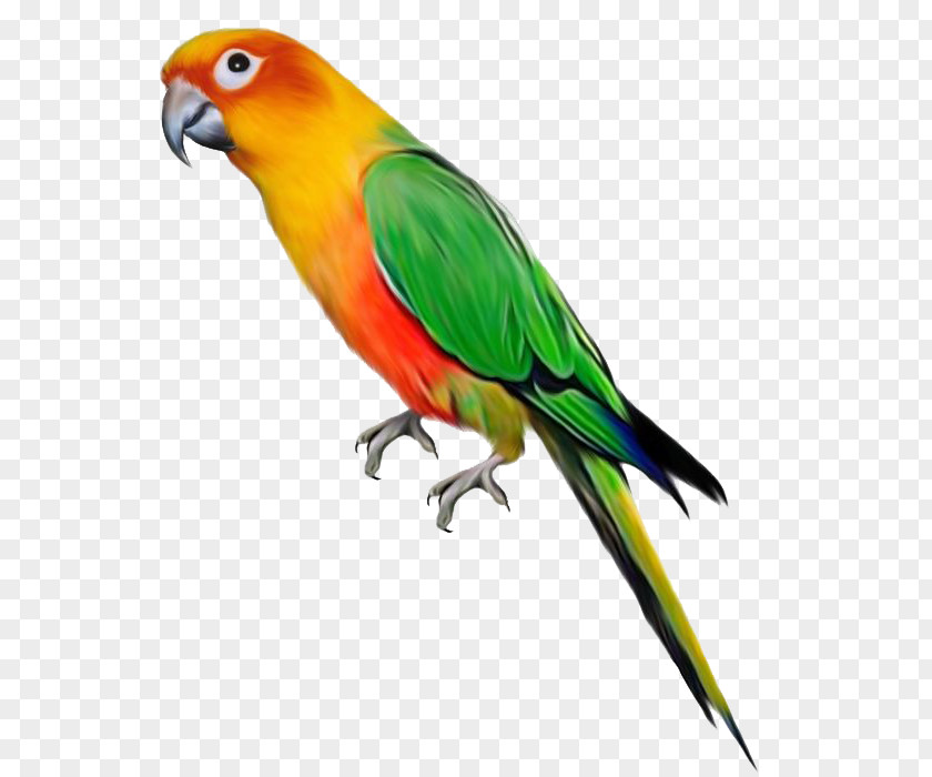 Parrot File Bird Clip Art PNG