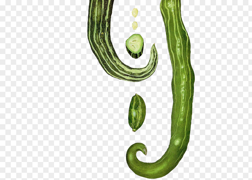 Snake Gourd Cucumber Body Jewellery Plant Stem Font PNG
