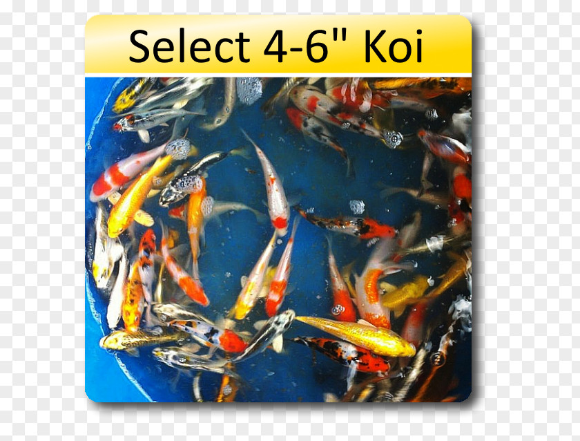 Bickal Koi Farm Weelec BV PNG