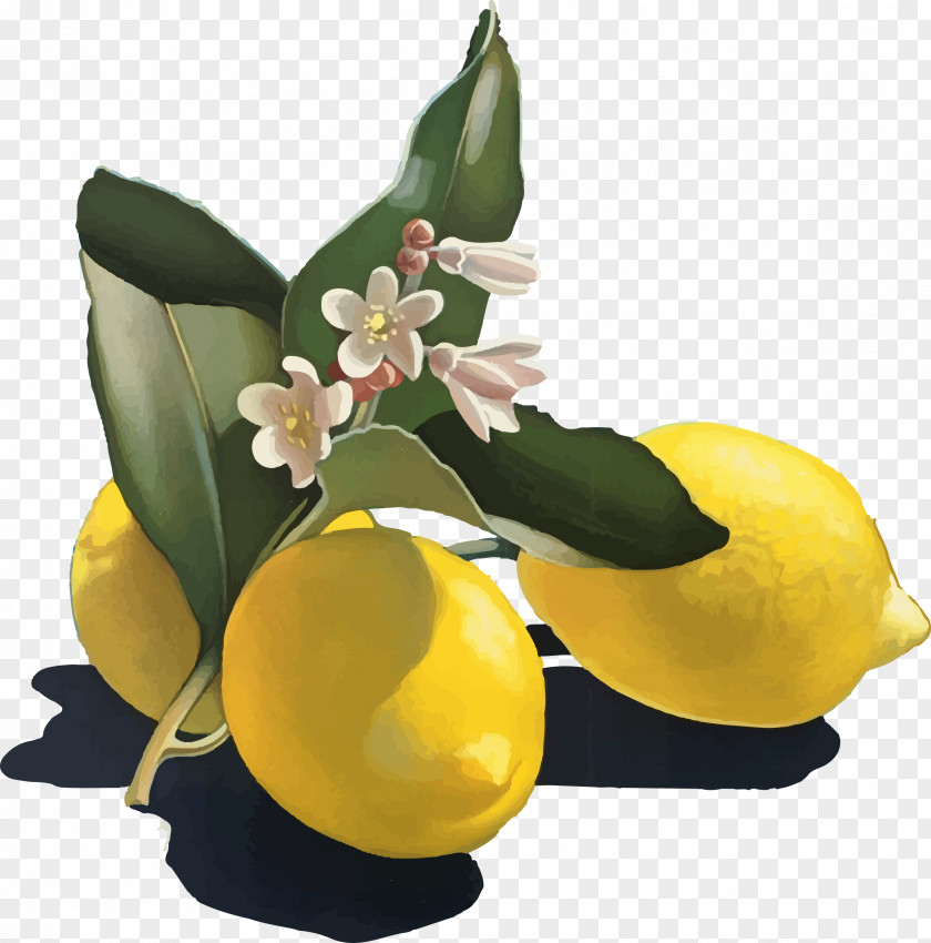 Fresh Lemon Italy Post Cards Tourism Travel Italian PNG