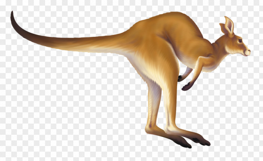 Kangaroo Macropodidae Animation Clip Art PNG