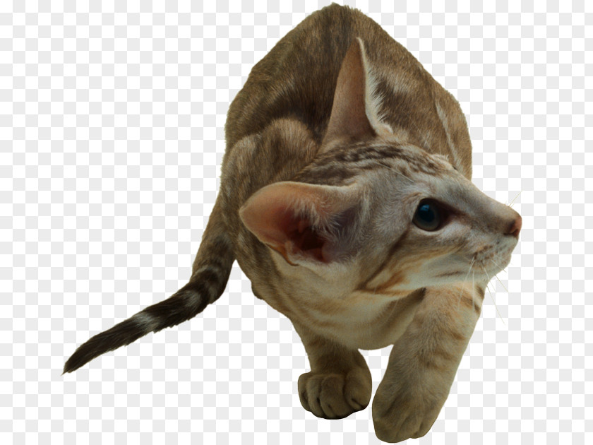 Kitten Whiskers Domestic Short-haired Cat Felidae PNG