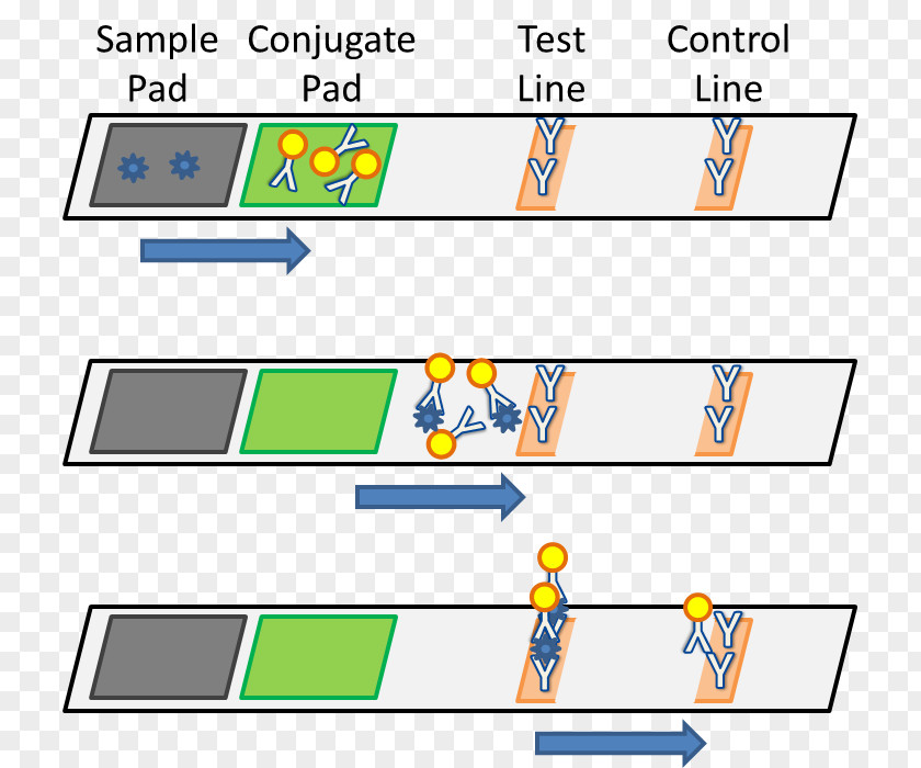 Lateral Flow Test Assay Aptamer Method Information PNG