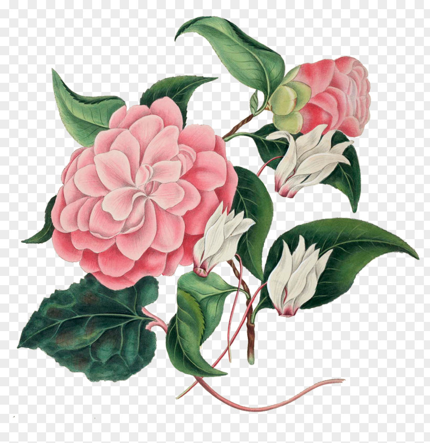 Painting Cabbage Rose Garden Roses Botany Choix Des Plus Belles Fleurs Botanical Illustration PNG