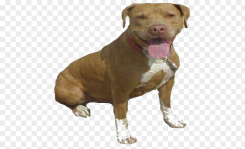 Pitbull Dog Breed American Pit Bull Terrier Bulldog Staffordshire PNG