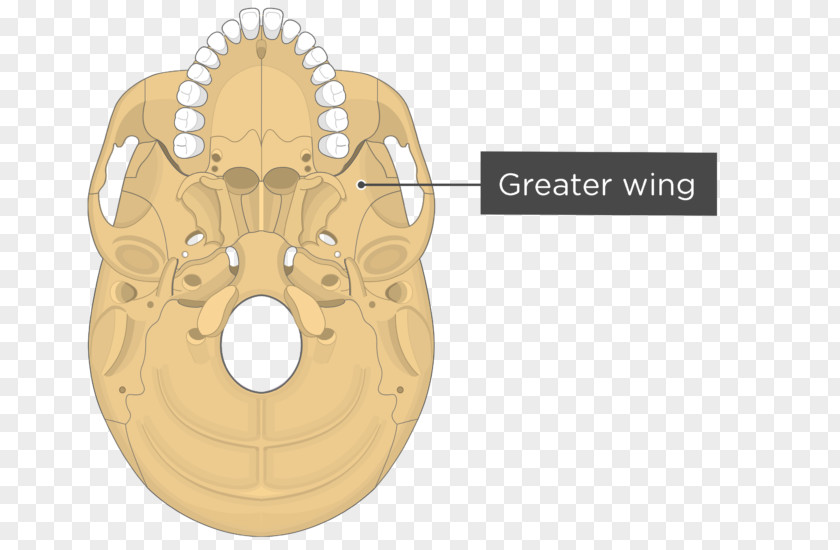 Skull Pterygoid Processes Of The Sphenoid Medial Muscle Bone Lateral Hamulus PNG