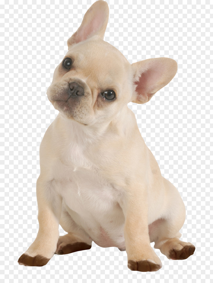 Doggy French Bulldog Chihuahua Puppy Dog Breed PNG