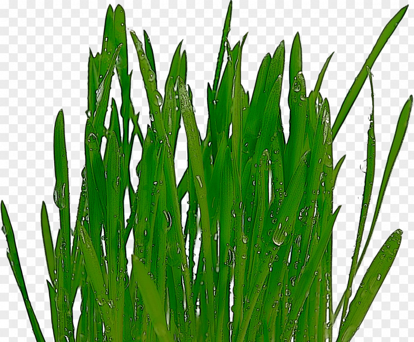 Grass Plant Green Family Leaf PNG