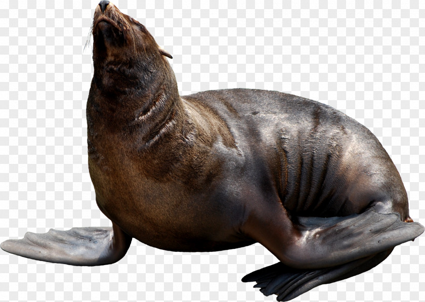 Harbor Seal Walrus Animal Sea Lion PNG