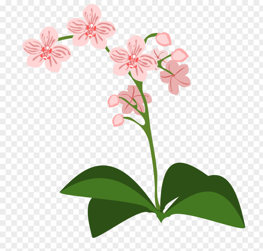Plant Border Orchids Clip Art PNG