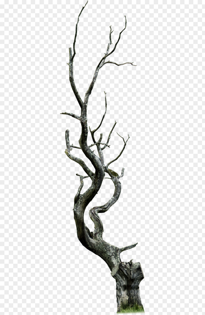 Trunk Plant Stem Branch Tree Twig Woody PNG