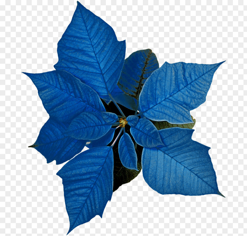 Chinese Bayberry Leafs Proanthocyanidins Christmas Day Poinsettia Image Holiday Card PNG