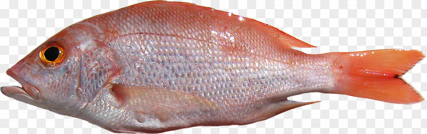 Fish Northern Red Snapper Lutjanus Sebae Seafood Purpureus PNG