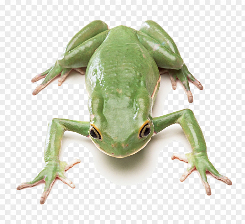 Green Frog Edible Lithobates Clamitans And Black Poison Dart PNG