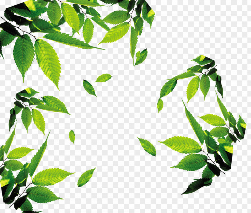 Tea,tea,Leaves,leaf,Floating Leaves Leaf Download Icon PNG