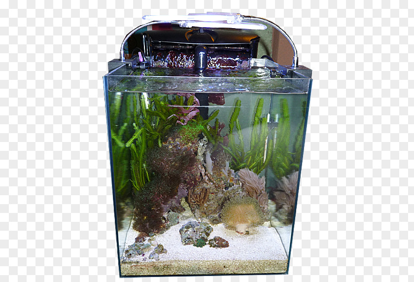 Carassius Auratus Fishkeeping Aquarium Warszawskie Dni Akwarystyki Ecosystem Aquatic Plants PNG