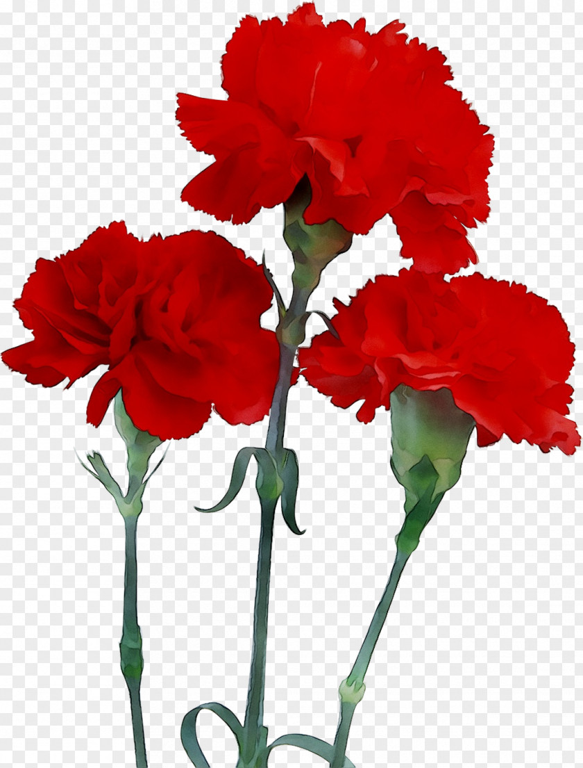 Carnation Mother's Day Flower Gift PNG