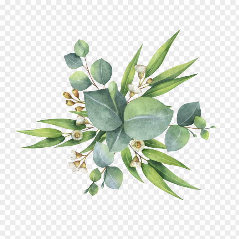 Eucalyptus Watercolor Painting Flower Bouquet Leaf PNG