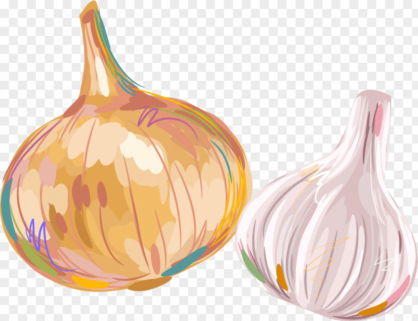 Painted Garlic Shallot Ingredient PNG