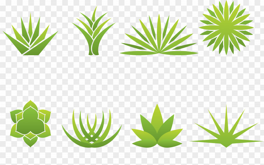 Various Forms Of Aloe Vera Agave Logo PNG