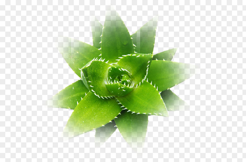 Aloe Plant Vera Polyphylla Ferox Succulent PNG