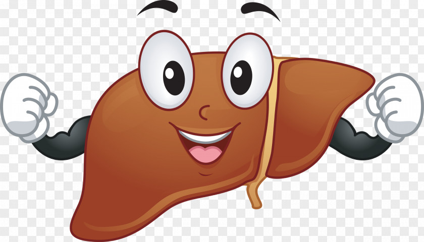 Fat Man Liver Cartoon Drawing PNG