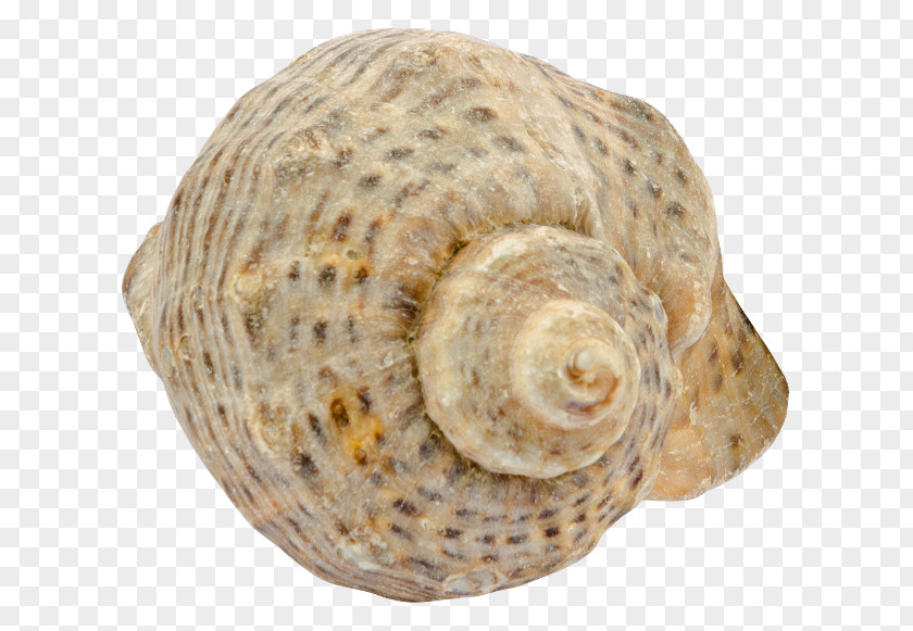Seashell Sea Snail Caracol Mussel PNG