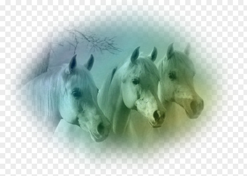 Arabian Horse Dutch Warmblood Andalusian Kentucky Park Stallion PNG