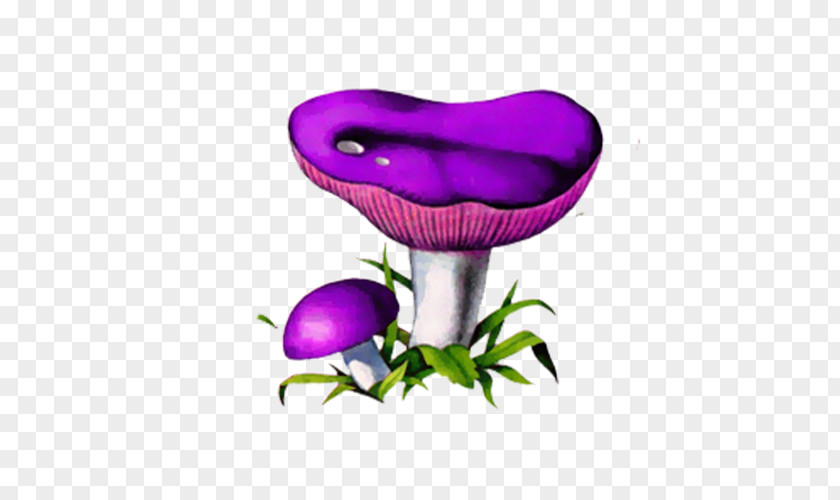 Cartoon Purple Mushroom Fungus Russula Foetens Edible Xerocomus PNG